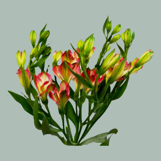 Alstroemeria Charmelia Blush (10 Stems)