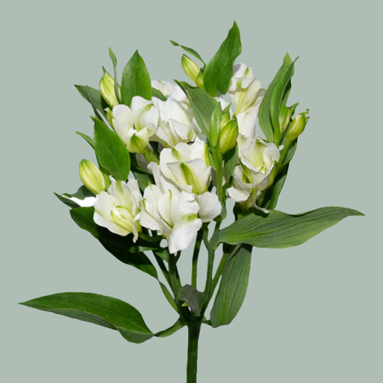 Alstroemeria Charmelia White