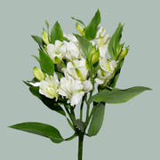 Alstroemeria Charmelia White