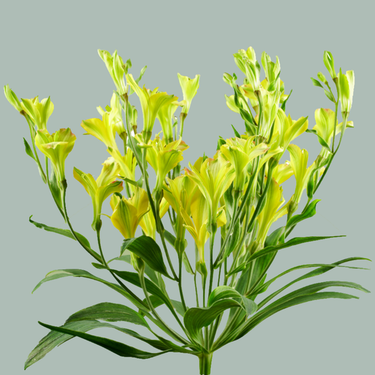 Alstroemeria Charmelia Yellow (10 Stems)