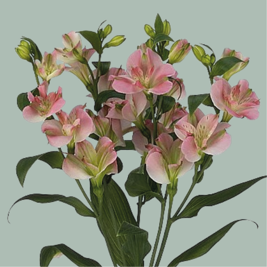 Alstroemeria Charmelia Pink (10 Stems)