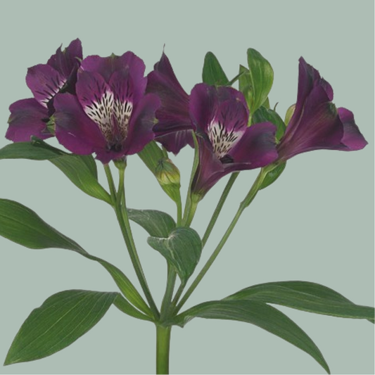 Alstroemeria Carline (10 Stems)