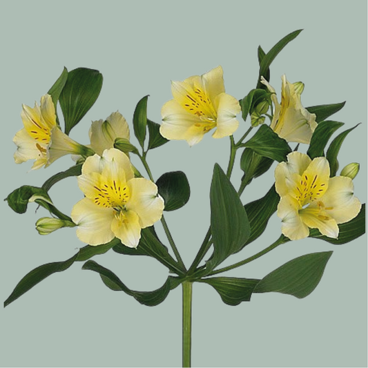 Alstroemeria Gigi Cream (10 Stems)