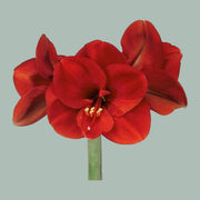 Red Amaryllis ‘Ferrari’ Cut Stems