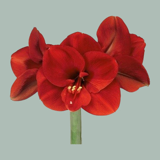 Red Amaryllis ‘Ferrari’ Cut Stems