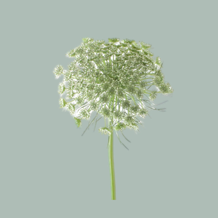Dill Visnaga (50 Stems)