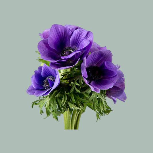 Anemone Marianne Blue (30 Stems)