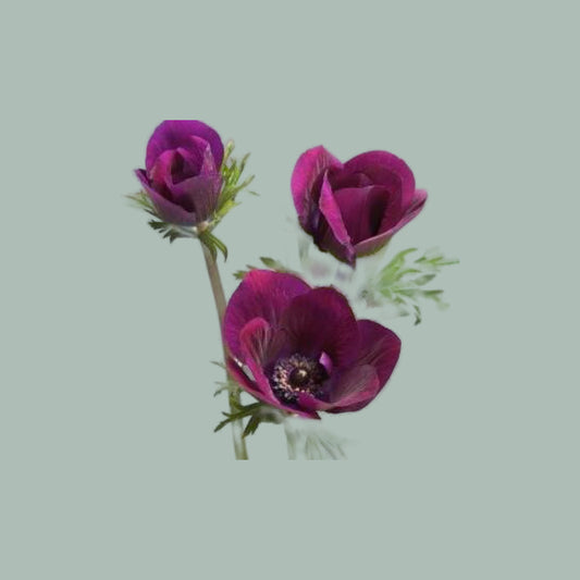 Anemone Galil Bordeaux (30 Stems)