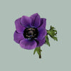 Anemone Galil Purple (30 Stems)