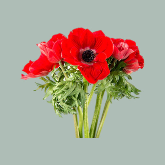 Anemone Marianne Red (30 Stems)