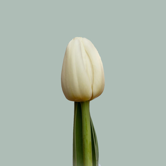 Tulip Antartica (50 Stems)