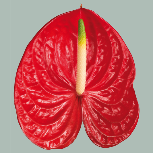 Anthurium Arena
