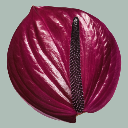 Purple Anthurium Maravilla Cut Flowers – 35cm Stems