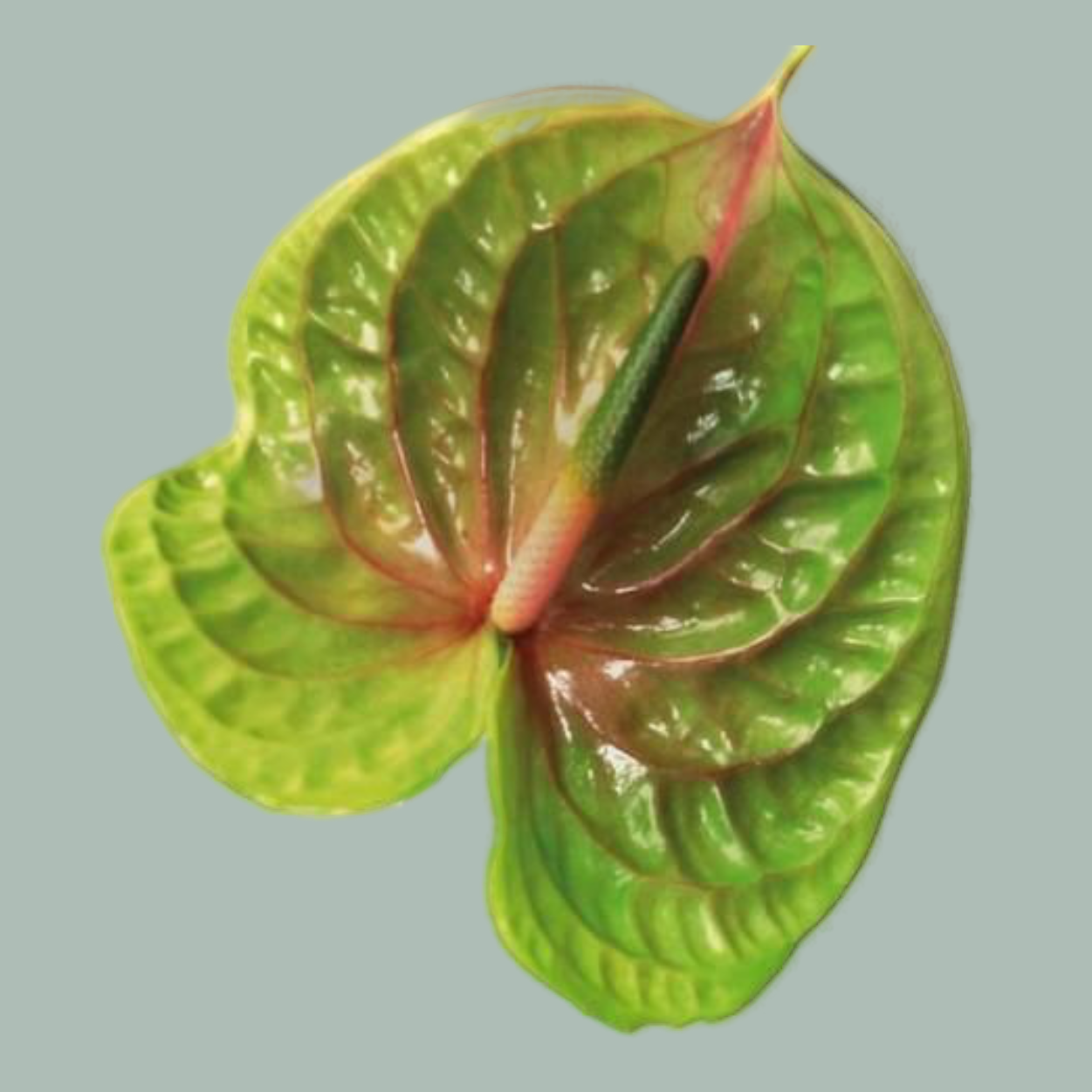 Anthurium Pistache