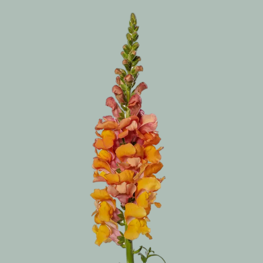 Antirrhinum Animation Deep Orange (10 Stems)