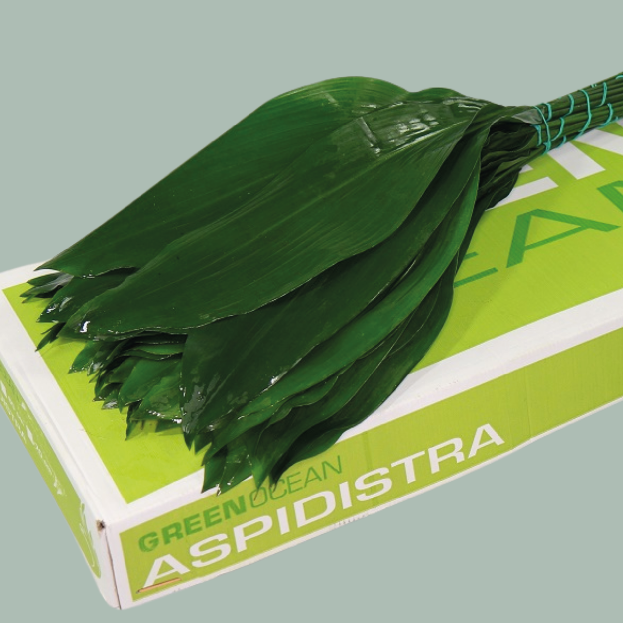 Dec Aspidistra Leaf (80cm)