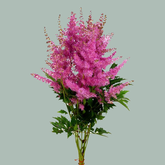 Astilbe Anita Pfeifer (20 Stems)