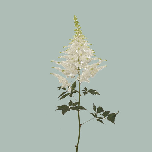 Astilbe Washington (20 Stems)