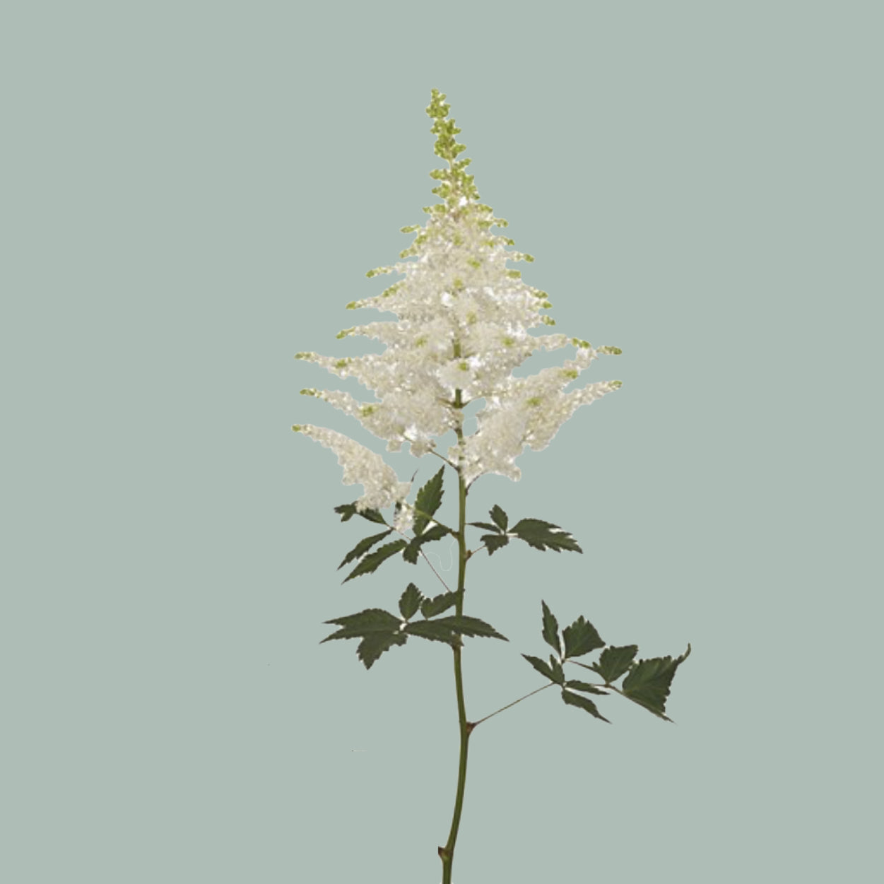 Astilbe Washington (50 Stems)