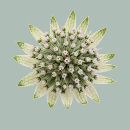 Astrantia Billion Star (50 Stems)
