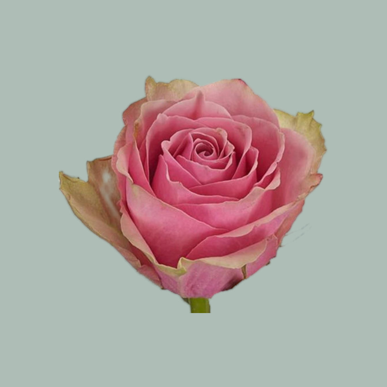 Rose - Athena Royale