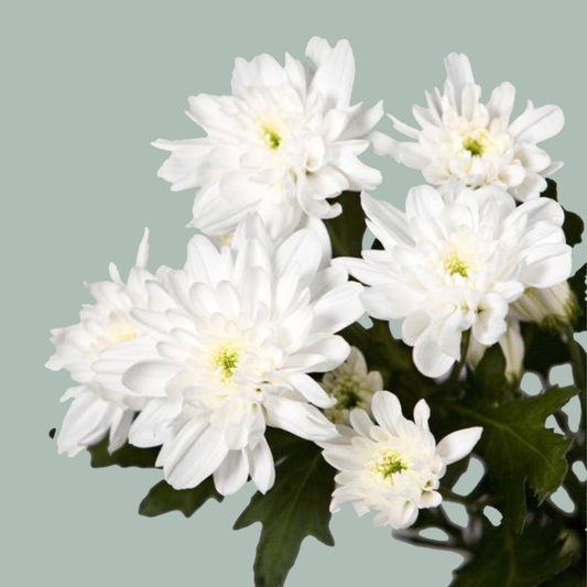 Chrysanthemum Spray Baltica White (20 Stems)