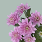 Chrysanthemum Spray Baltica Pink (20 Stems)