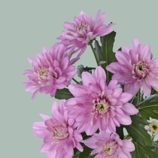 Chrysanthemum Spray Baltica Pink