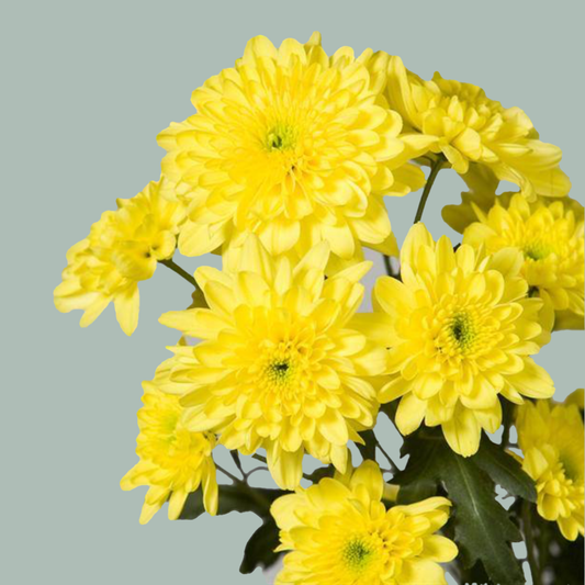Chrysanthemum Baltica Yellow (20 Stems)