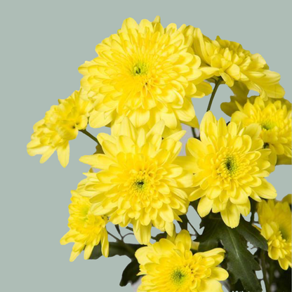 Chrysanthemum Spray Baltica Yellow