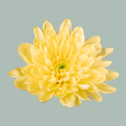 Chrysanthemum Spray Baltica Yellow
