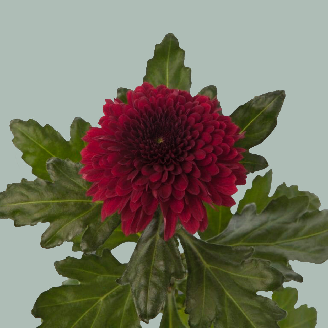 Chrysanthemum G Barca Red (10 Stems)