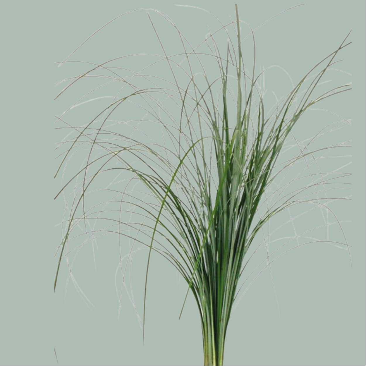 Beargrass - Beargrass per bos
