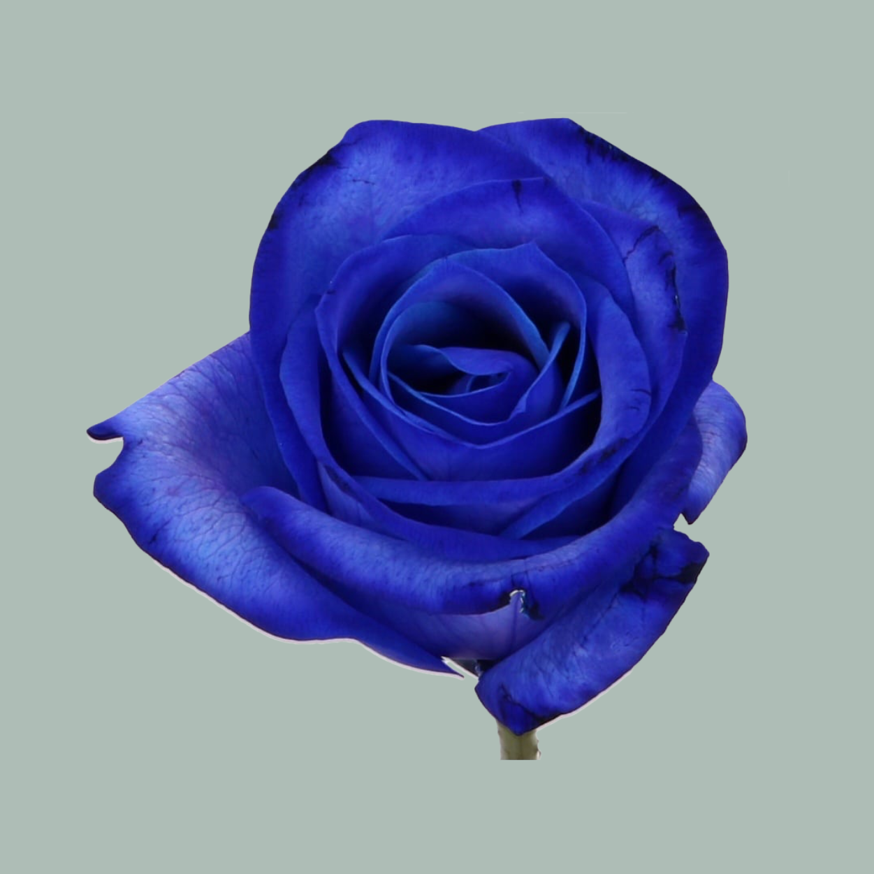 ROSE DYED BLUE + SILVER GLITTER 75cm  Wholesale Dutch Flowers & Florist  Supplies UK