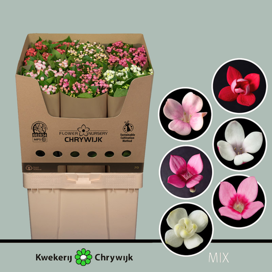 Bouvadia mix (60 Stems)