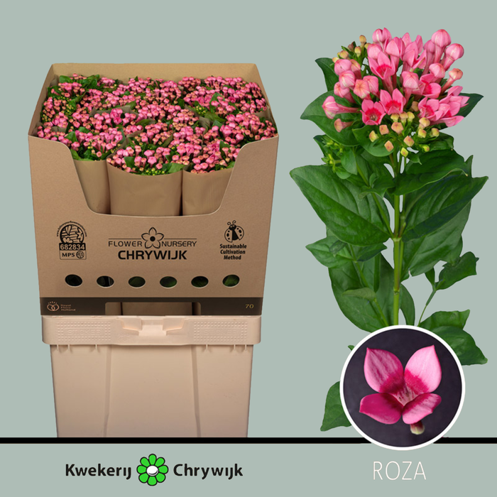 Bouvadia Roza (10 Stems)