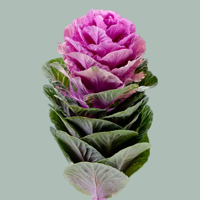 Brassica Empire Olga (10 Stems)