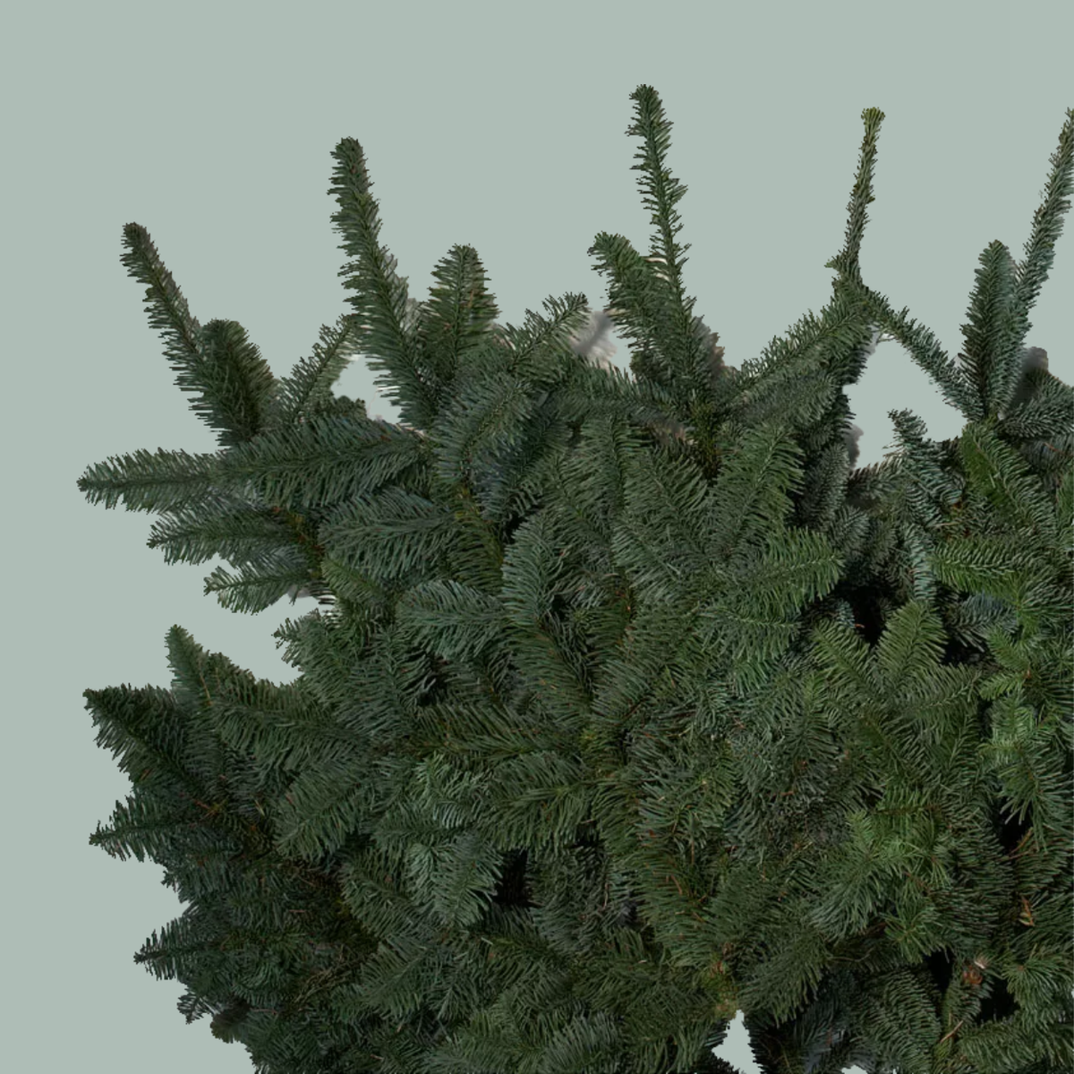Nordmann Blue Spruce 5kg