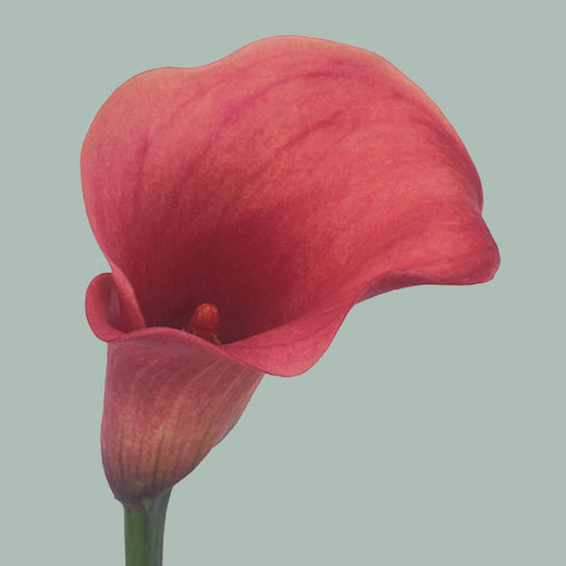 Calla Lily Captain Romance