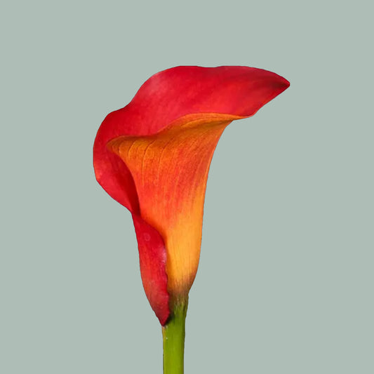 Calla Captain Trinity (10 Stems)