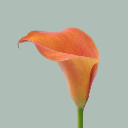 Calla Captain Odeon (10 Stems)