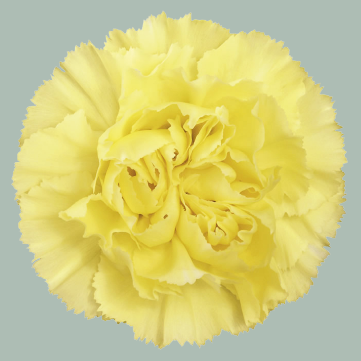 Carnations Standard Mix (200 Stems)