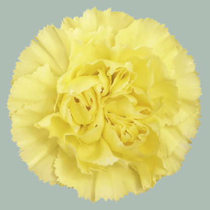 Carnation Standard Mix (200 Stems)