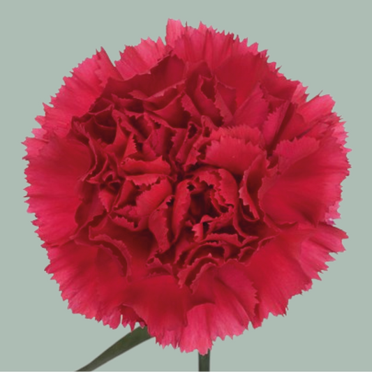 Carnation Jobin (25 Stems)