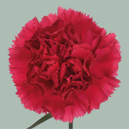 Carnation Standard Mix (200 Stems)