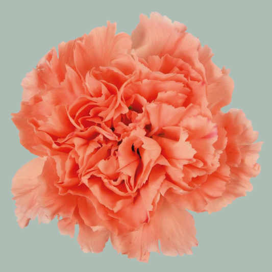 Carnation Standard Orange Flame (20 Stems)