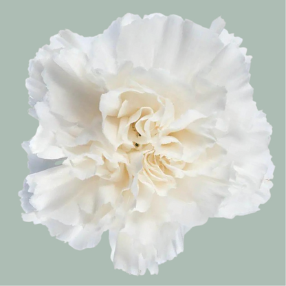 Carnation Standard Polar Route (20 Stems)