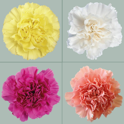 Carnation Standard Mix (200 Stems)