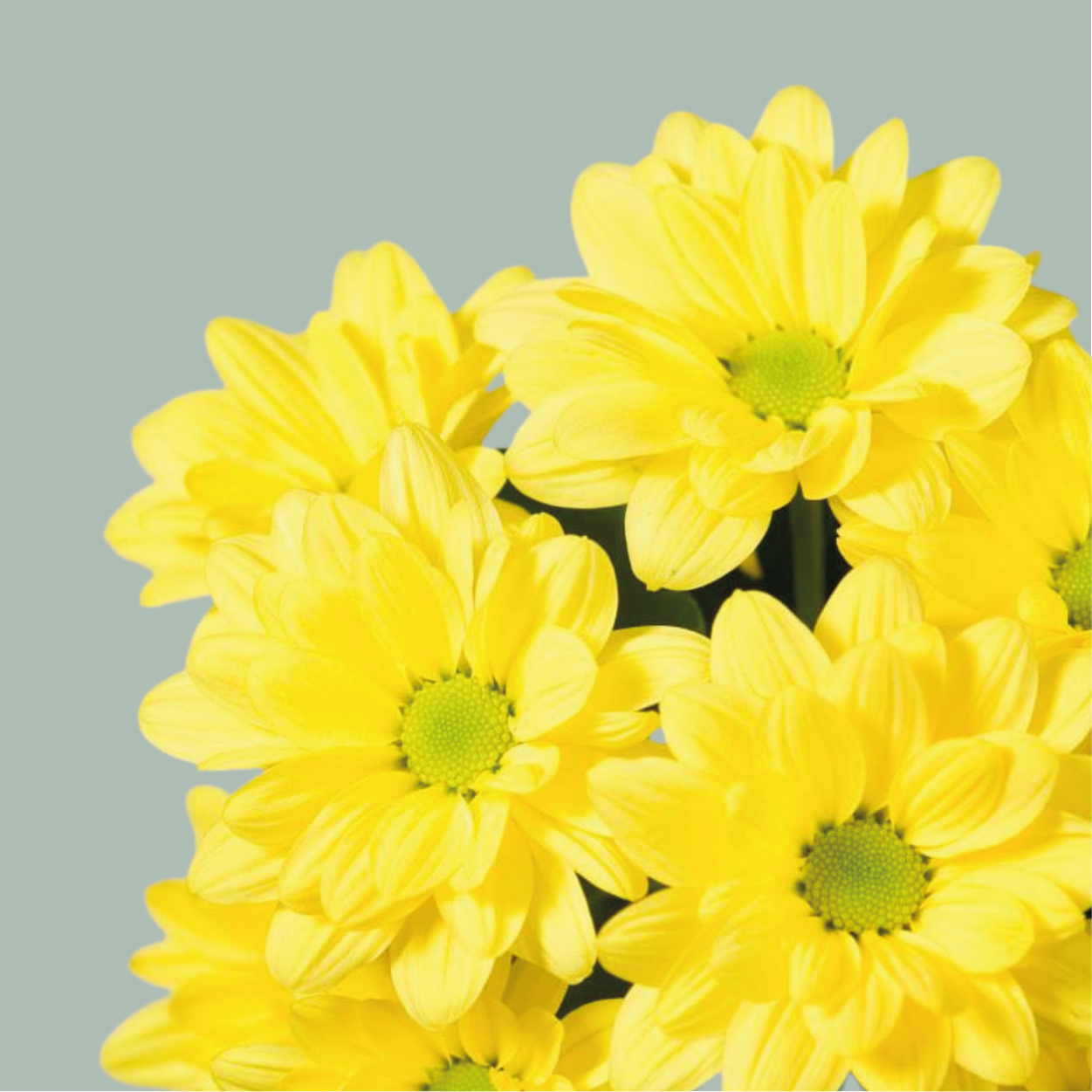 Chrysanthemum Spray Celebrate (20 Stems)