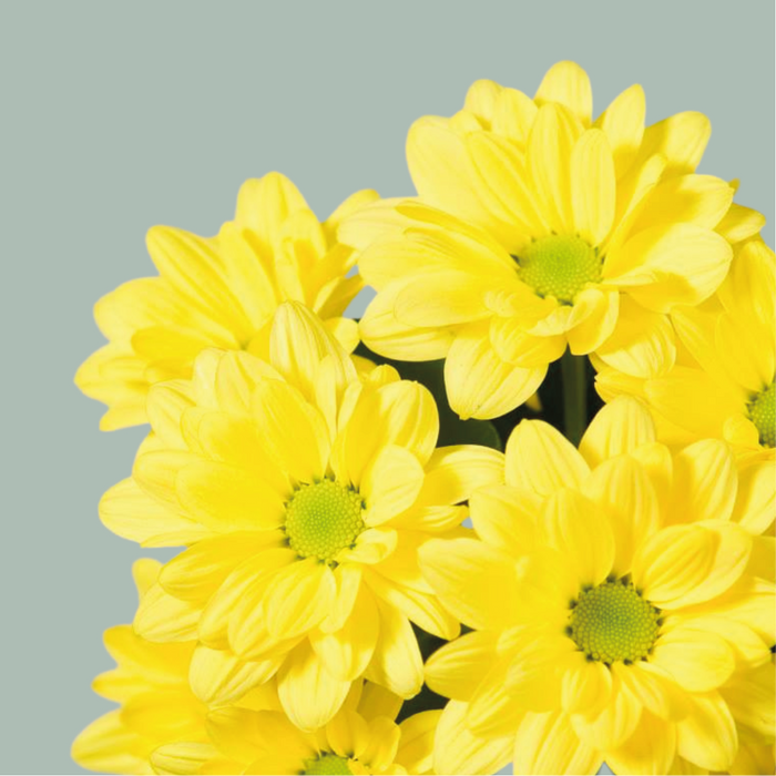 Spray Chrysanthemum - Chrysanthemum - Celebrate